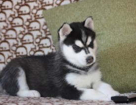 E5xhQJpgKYI.jpg (214.02 КБ, Просмотров: 9457) E5xhQJpgKYI.jpg