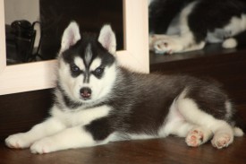 um0cGVwShBw.jpg (137.25 КБ, Просмотров: 2202) um0cGVwShBw.jpg