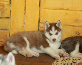 xXYIwydLC4M.jpg (163.92 КБ, Просмотров: 2197) xXYIwydLC4M.jpg