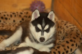 5_PGDwi0hg4.jpg (145.38 КБ, Просмотров: 2035) 5_PGDwi0hg4.jpg