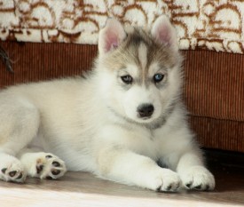 BwPnMadWMC8.jpg (184.6 КБ, Просмотров: 2202) BwPnMadWMC8.jpg