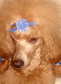 лайма.jpg (34.1 КБ, Просмотров: 2204) лайма.jpg