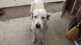 getImage.jpg (166.17 КБ, Просмотров: 2428) getImage.jpg