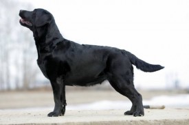 17914_800x533_11087031_809647849101888_1382325.jpg (40.31 КБ, Просмотров: 1718) 17914_800x533_11087031_809647849101888_1382325.jpg