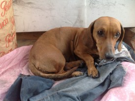 такса.jpg (61.92 КБ, Просмотров: 1720) такса.jpg