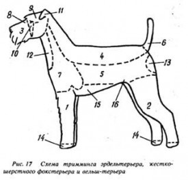 тримминг эрделя.jpg (23.91 КБ, Просмотров: 3364) тримминг эрделя.jpg