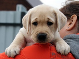 фиол 2.jpg (75.47 КБ, Просмотров: 1654) фиол 2.jpg