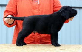 беж.jpg (48.44 КБ, Просмотров: 1654) беж.jpg