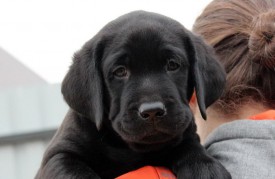 беж 2.jpg (65.4 КБ, Просмотров: 1654) беж 2.jpg