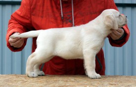 жел.jpg (64.49 КБ, Просмотров: 1742) жел.jpg