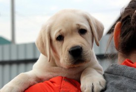 жел2.jpg (65.34 КБ, Просмотров: 1654) жел2.jpg