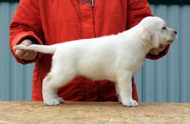 сал.jpg (64.87 КБ, Просмотров: 1645) сал.jpg