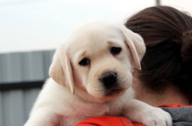 сал 2.jpg (45.72 КБ, Просмотров: 1742) сал 2.jpg