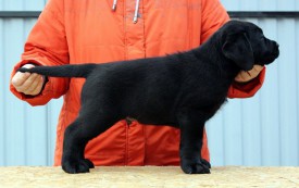 серен.jpg (68.4 КБ, Просмотров: 1654) серен.jpg