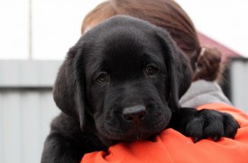 сере 2.jpg (53.9 КБ, Просмотров: 1742) сере 2.jpg