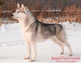 CMdiN.jpg (239.25 КБ, Просмотров: 1924) CMdiN.jpg