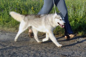 C61Mo.jpg (257.63 КБ, Просмотров: 2213) C61Mo.jpg