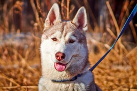 XJRjn-PXVrA.jpg (57.3 КБ, Просмотров: 1816) XJRjn-PXVrA.jpg