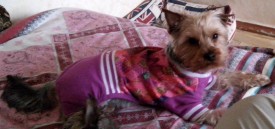 tJFUMdi0v7c.jpg (143.43 КБ, Просмотров: 2751) tJFUMdi0v7c.jpg