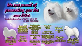 самоедики.jpg (330.8 КБ, Просмотров: 1570) самоедики.jpg