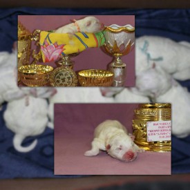 10501796_1441344316166697_3339698243783725955_n.jpg (77.4 КБ, Просмотров: 1568) 10501796_1441344316166697_3339698243783725955_n.jpg