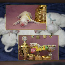 10922767_1441344502833345_7710343573252760396_n.jpg (79.76 КБ, Просмотров: 1568) 10922767_1441344502833345_7710343573252760396_n.jpg