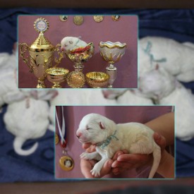 11150921_1441344456166683_8314547039889587085_n.jpg (76.36 КБ, Просмотров: 1568) 11150921_1441344456166683_8314547039889587085_n.jpg