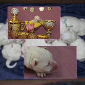 11207328_1441344242833371_4264659806091461003_n.jpg (69.98 КБ, Просмотров: 1568) 11207328_1441344242833371_4264659806091461003_n.jpg