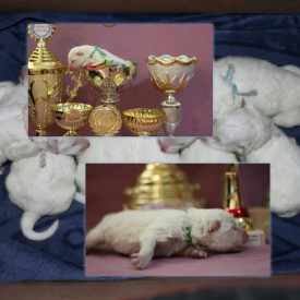 11261739_1441344412833354_7921881926150869714_n.jpg (78.26 КБ, Просмотров: 1568) 11261739_1441344412833354_7921881926150869714_n.jpg