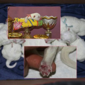 11264998_1441344276166701_4823057782763655929_n.jpg (72.4 КБ, Просмотров: 1568) 11264998_1441344276166701_4823057782763655929_n.jpg