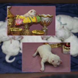 11266245_1441344359500026_3272980050768439267_n.jpg (74.32 КБ, Просмотров: 1568) 11266245_1441344359500026_3272980050768439267_n.jpg