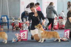 11173441_892696347460544_507266426_n.jpg (77.71 КБ, Просмотров: 5138) 11173441_892696347460544_507266426_n.jpg