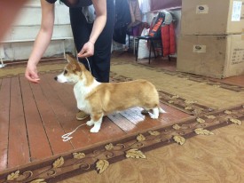 IMG-20150204-WA0021.jpg (296.4 КБ, Просмотров: 4814) IMG-20150204-WA0021.jpg