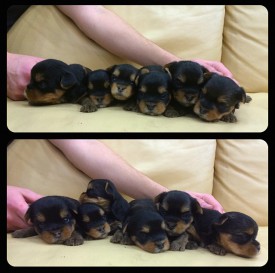 IMG_4144.jpg (177.92 КБ, Просмотров: 1171) IMG_4144.jpg