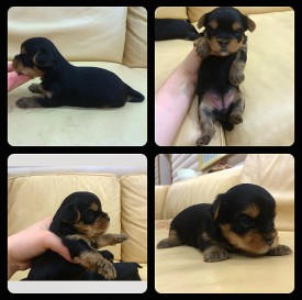 IMG_4143.jpg (171.22 КБ, Просмотров: 1171) IMG_4143.jpg