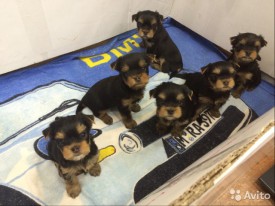 1669392848.jpg (87 КБ, Просмотров: 1171) 1669392848.jpg