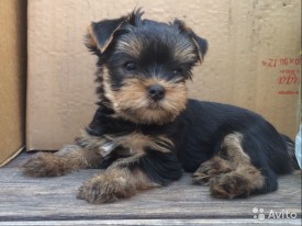 1683377743.jpg (87.42 КБ, Просмотров: 1170) 1683377743.jpg