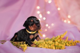 ro-04SaLt_M.jpg (114.57 КБ, Просмотров: 1200) ro-04SaLt_M.jpg