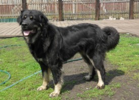 Пола.jpg (59.19 КБ, Просмотров: 3128) Пола.jpg