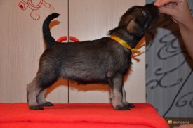 желтая.jpg (205.02 КБ, Просмотров: 3718) желтая.jpg