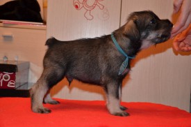 голуб.jpg (62.76 КБ, Просмотров: 3718) голуб.jpg