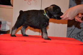 зеленый.jpg (58.21 КБ, Просмотров: 3718) зеленый.jpg