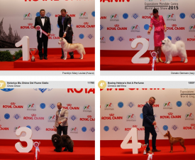 wds2015_junior_fci5.png (1.5 МБ, Просмотров: 3690) wds2015_junior_fci5.png