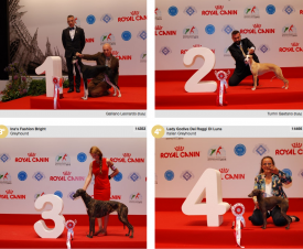 wds2015_junior_fci10.png (1.52 МБ, Просмотров: 4069) wds2015_junior_fci10.png