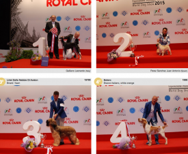 wds2015_junior_bis.png (1.58 МБ, Просмотров: 3686) wds2015_junior_bis.png