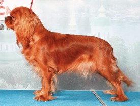 Дора.jpg (92.19 КБ, Просмотров: 2708) Дора.jpg