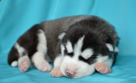 2OvvqFxbuSM.jpg (52.94 КБ, Просмотров: 3879) 2OvvqFxbuSM.jpg