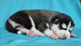 p4TpG4RoT_c.jpg (57.78 КБ, Просмотров: 3340) p4TpG4RoT_c.jpg