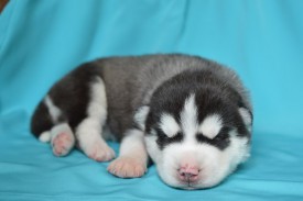 XP7V7HQCITk.jpg (48.76 КБ, Просмотров: 3876) XP7V7HQCITk.jpg