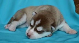 7ta4QiAgwHw.jpg (46 КБ, Просмотров: 3880) 7ta4QiAgwHw.jpg